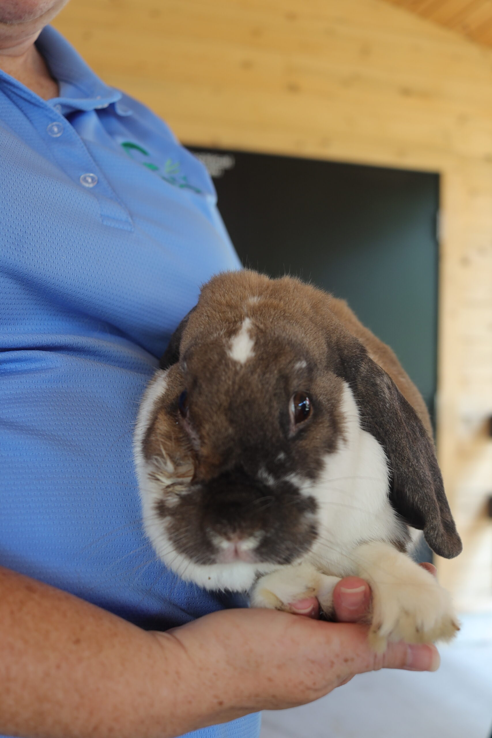 close image of Himalayan Rabbit held by zoo keeper.